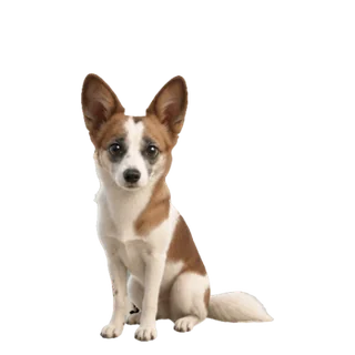 A DeskPet character made from a photo of a dog